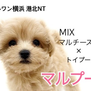 【 MIX 】マルチーズとトイプードルの遺伝子!癒し系マルプー