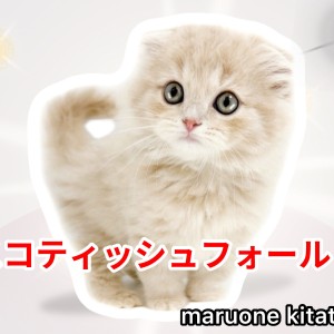 【 スコティッシュフォールド 】クリームタビーを纏った穏やかな天使にゃんこ入店!