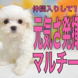 【 マルチーズ 】元気さ発揮!全力で遊んで自分だけの空間で安心して寝る!