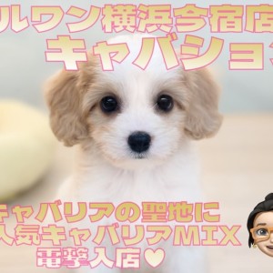 【 キャバション 】キャバリア聖地に大人気キャバリアMIXが電撃入店!