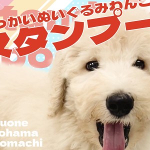 【 スタンダードプードル 】圧倒的存在感なぬいぐるみわんこが横浜元町店に登場!