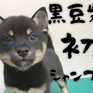 【 豆柴 】初シャンプーに挑戦!ふかふかの被毛は最高の触り心地!