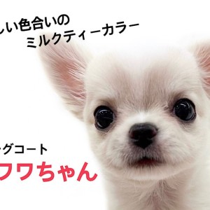 ロングコートチワワ 】世界で最も小さい純血種、チワワちゃんが