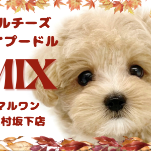 【 MIX 】大人気のミックス犬!一味違う癒しを持ったマルプーちゃんをご紹介!