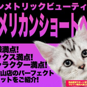 【 アメリカンショートヘア 】美しいシンメトリー!白銀のトライバル模様!