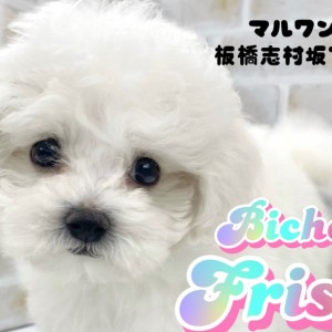 【 ビションフリーゼ 】純白ボディに黒真珠のような瞳が愛らしい元気印の男の子