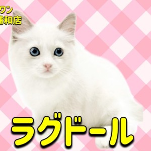 【 ラグドール 】ブルーの瞳に吸い込まれるブルーポイントバイカラーの女の子
