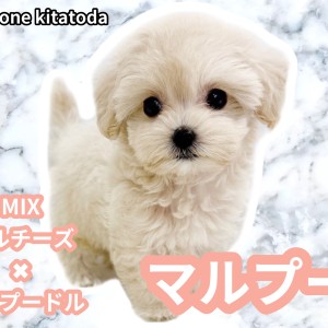 【 MIX 】最強の遺伝子を受け継いだクリームカラーのプリンセスマルプー入店!