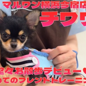 【 チワワ 】お散歩デビュー記念!初めてのフレンドトレーニングに密着!