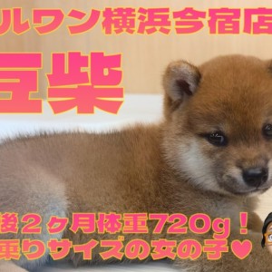 【 豆柴 】生後2ヶ月体重720gの手乗りサイズ!超丸顔のフレンドリーな女の子!
