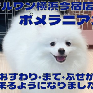 【 ポメラニアン 】3大マナーのおすわり・まて・ふせトレーニングに密着!