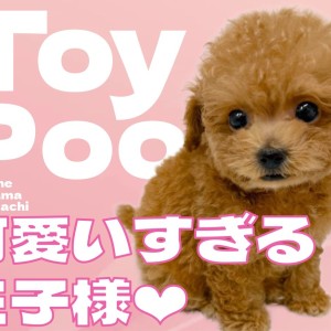 【 トイプードル 】完璧なテディベア!可愛すぎる王子様が横浜元町店に登場!