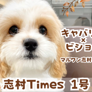 【 キャバション 】2種のDNAから受け継いだ天性の才能を発揮する遊びの天才!