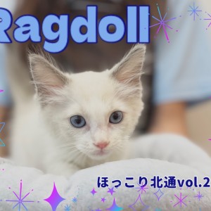【 ほっこり北通vol.217 】全身で甘えてくれるラグドールくん入店!