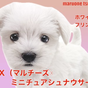 【 MIX 】超希少(マルチーズ☓ミニチュアシュナウザー)!ホワイトプリンセス降臨!