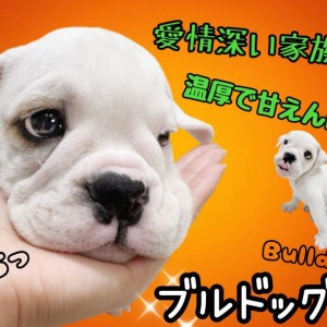 【 ブルドッグ 】お子様とも仲良く遊べる最高の家族犬、ブルドックがやってきた!