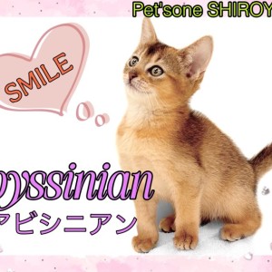 【 アビシニアン 】パパはチャンピオン!笑顔が魅力のアビちゃん