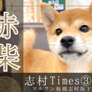 【 柴犬 】甘え上手で愛嬌満点の赤柴ちゃんに板橋区のペットショップで会える!