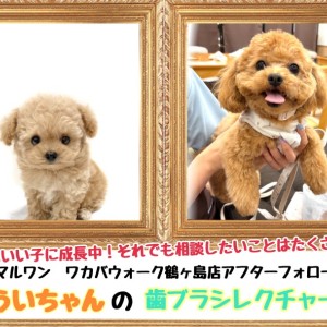 【 鶴ヶ島店アフターフォロー 】卒業生MIXのういちゃんの歯ブラシレクチャー