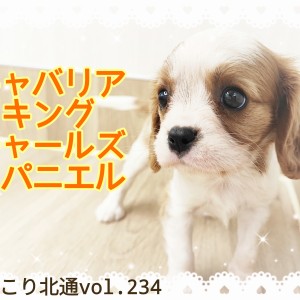 【 ほっこり北通vol.234 】ベビーフェイス&フレンドリー!極上のキャバリア登場!