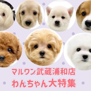 【 子犬情報 】マルワンさいたま武蔵浦和店の子犬を全頭ご紹介!