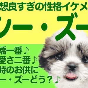 【 シーズー 】愛嬌百点満点のエンターテイナー!優しい表情が魅力の男の子!