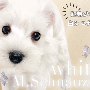 【 ミニチュアシュナウザー 】純白のベールを纏う超希少な白シュナが初登場!