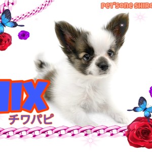 【 MIX 】チワワのように体は小柄!大きい耳はまるで蝶のようなチワパピちゃん