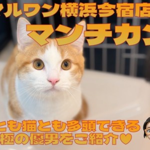 【 マンチカン 】犬とも猫とも多頭できる!超短足なおっとり癒し系の男の子!