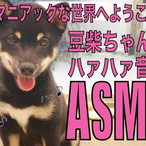 【 豆柴 】嬉しさ爆発の証!豆柴ちゃんのハァハァ音のASMR!
