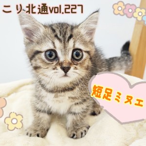 【 ほっこり北通vol.227 】甘えん坊な短足にゃんこミヌエットがやってきた!
