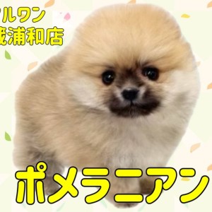 【 ポメラニアン 】生後62日で490g!小さめサイズの女の子が埼玉浦和に登場!