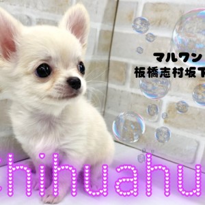 【 チワワ 】小さめサイズのクリームチワワちゃんがマルワン志村坂下店に仲間入り!