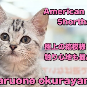 【 アメリカンショートヘア 】極上の触り心地にキュン！丸顔の甘えん坊ニャンコ！