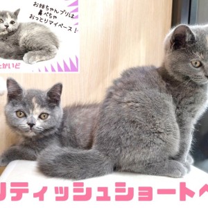 【 ブリテッシュショートヘア 】姉妹で入店!お姉ちゃんはおっとりした性格の癒し系
