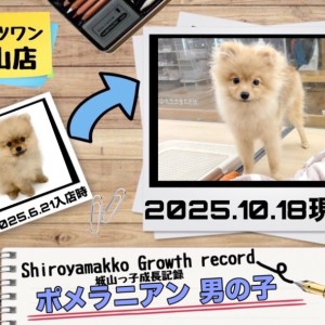 【 ポメラニアン 】城山っ子成長報告!一押しワンコをご紹介