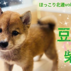 【 ほっこり北通vol.228 】小柄だけど凛々しい豆柴くんは魅力がいっぱい!