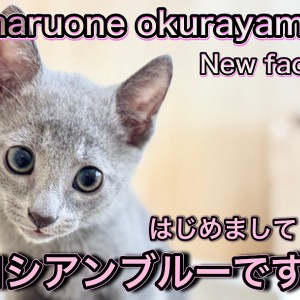 【 ロシアンブルー 】はじめまして！愛嬌たっぷり元気いっぱいのプリンス降臨！