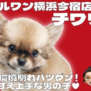 【 チワワ 】レッド&ホワイトの爆毛!目ヂカラ最強の甘え上手な男の子が聖地に登場