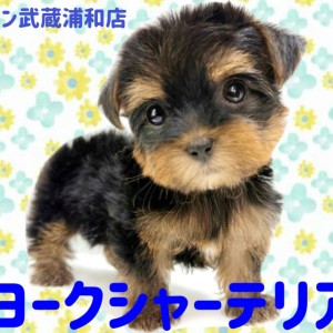 【 ヨークシャーテリア 】抜け毛が少ない童顔フェイスが可愛いヨーキーの女の子