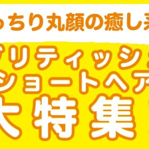 【 ブリティッシュショートヘア特集 】10/16現在在店中の丸顔癒し系にゃんこ!