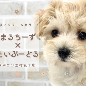 【 MIX 】淡いクリームカラーが魅力的な大人気ミックスのマルプーが仲間入り!