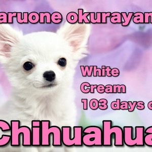 【 チワワ 】お家でお手入れできちゃうよ!とってもフレンドリーなプリンスちゃん!