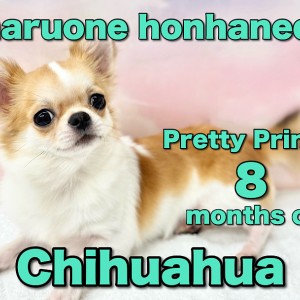【 チワワ 】8ヶ月の小柄なプリンス！愛嬌たっぷり癒し系ワンコ！