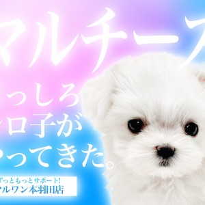 【 マルチーズ 】小さな純白の天使!甘えん坊な性格の女の子が仲間入り!