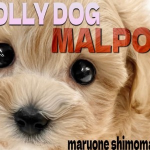 【 MIX 】トイプードルとマルチーズのミックス犬!ぬいぐるみ系マルプーの女の子