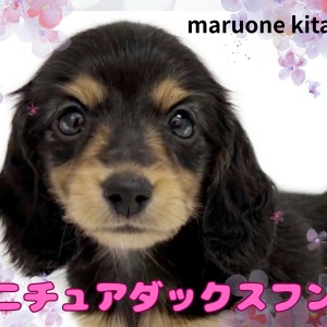 【 ミニチュアダックスフント 】穏やかさナンバー1!胴長短足ボディで癒しをお届け