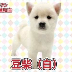 【 豆柴 】KC認定豆柴!希少な白豆柴の女の子が埼玉浦和に登場