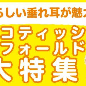 【 スコティッシュフォールド特集 】10/2現在在店中の垂れ耳ニャンコ特集!