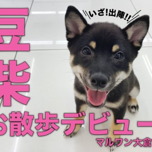 【 豆柴 】待ちに待ったお散歩デビューはシッポ急降下?!自信をつけて笑顔満点!